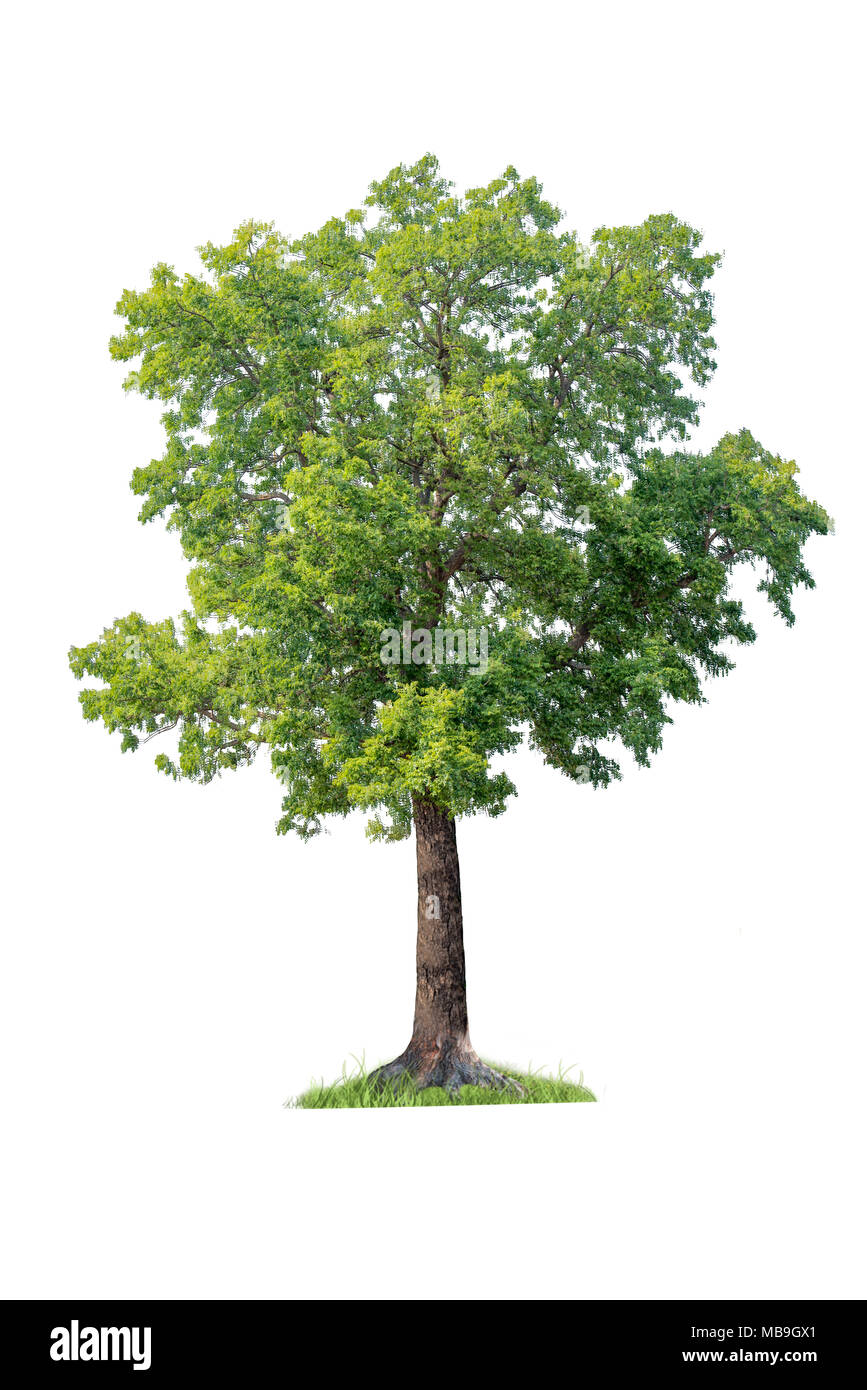isolated tree on white background, hight quality of single tree for print and webpage use Stock Photo