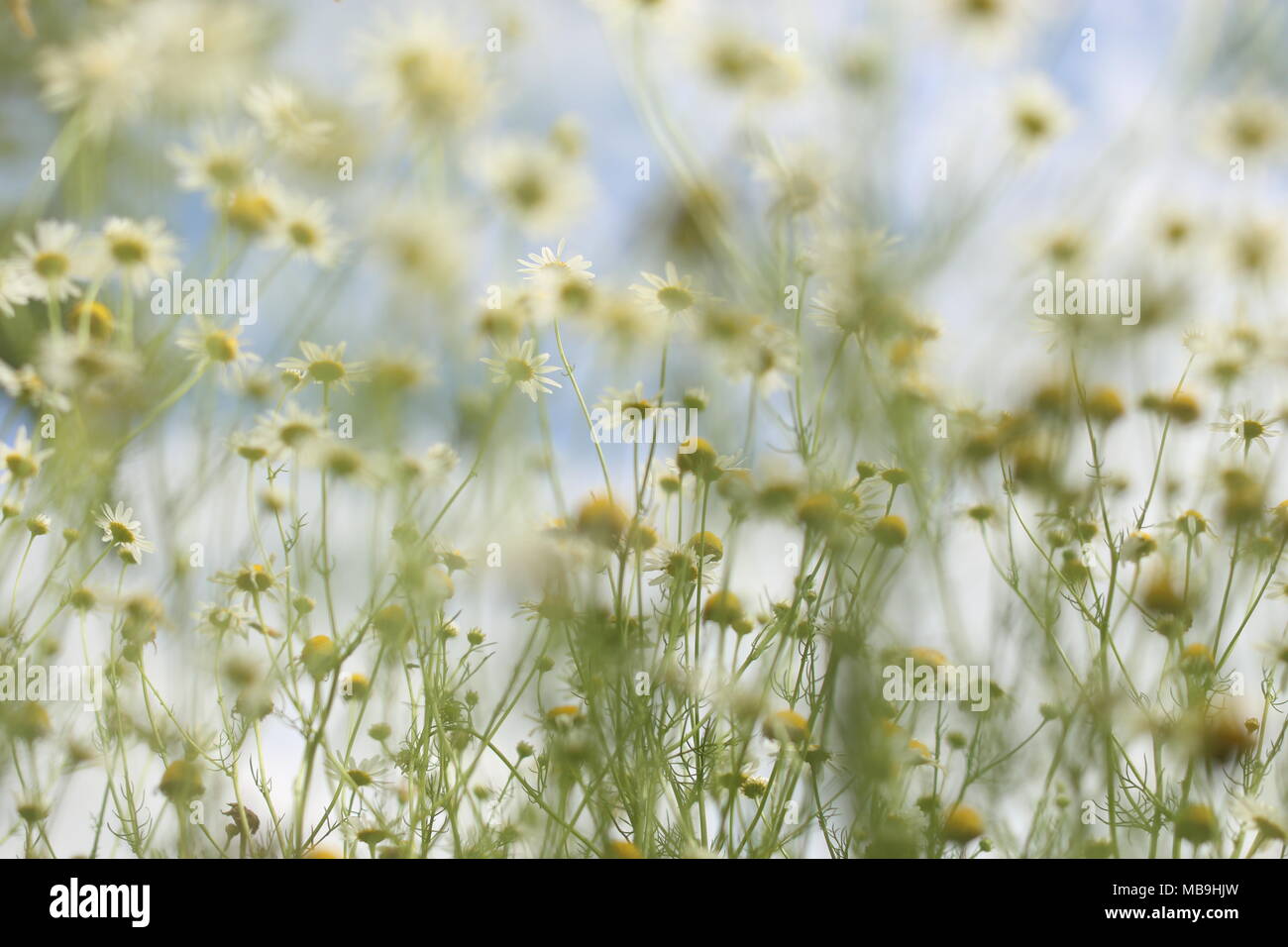 Detail of chamomiles in the nature, on a meadow Stock Photo - Alamy