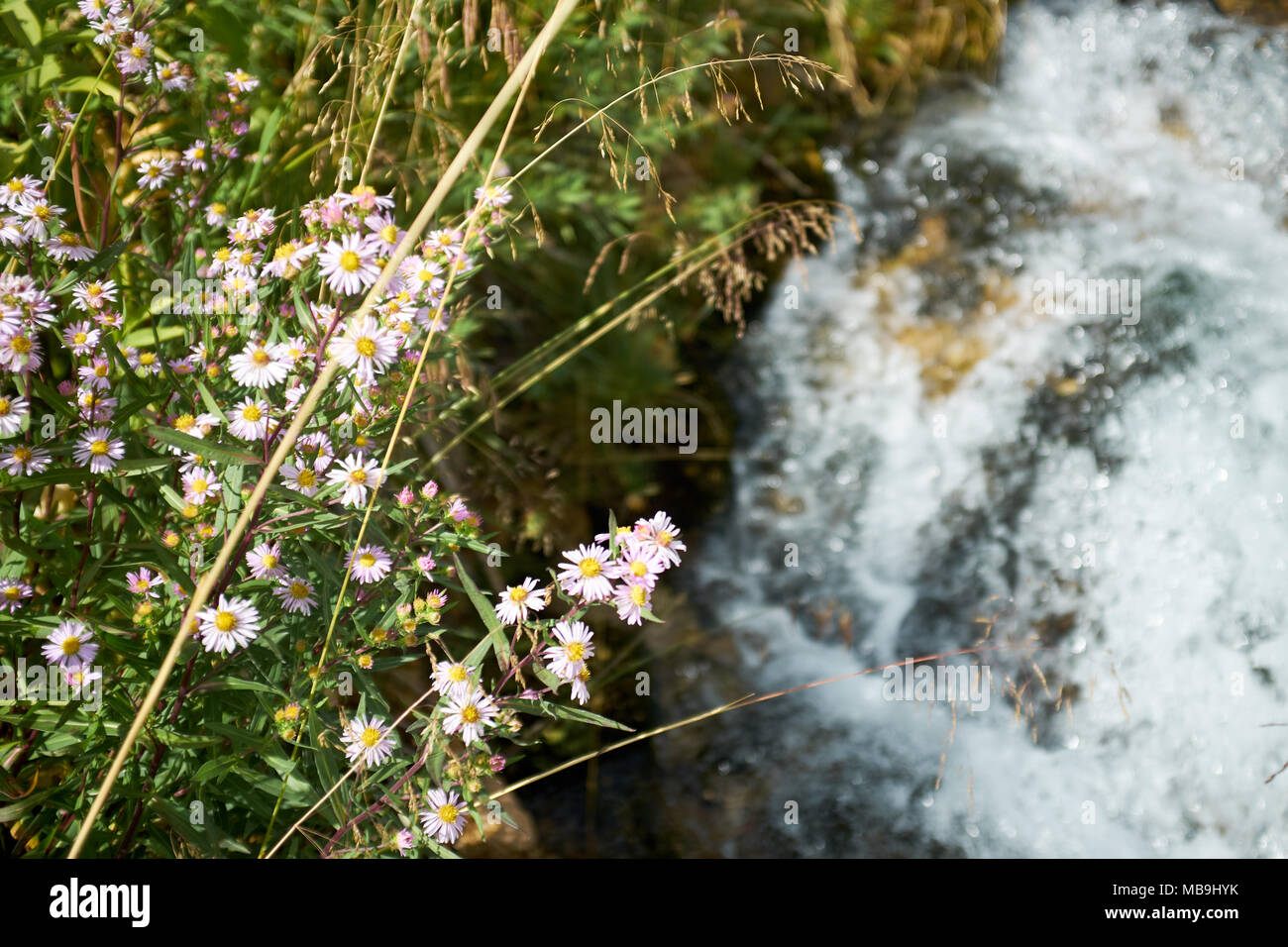 Cluster of pink wildflowers hi-res stock photography and images - Alamy