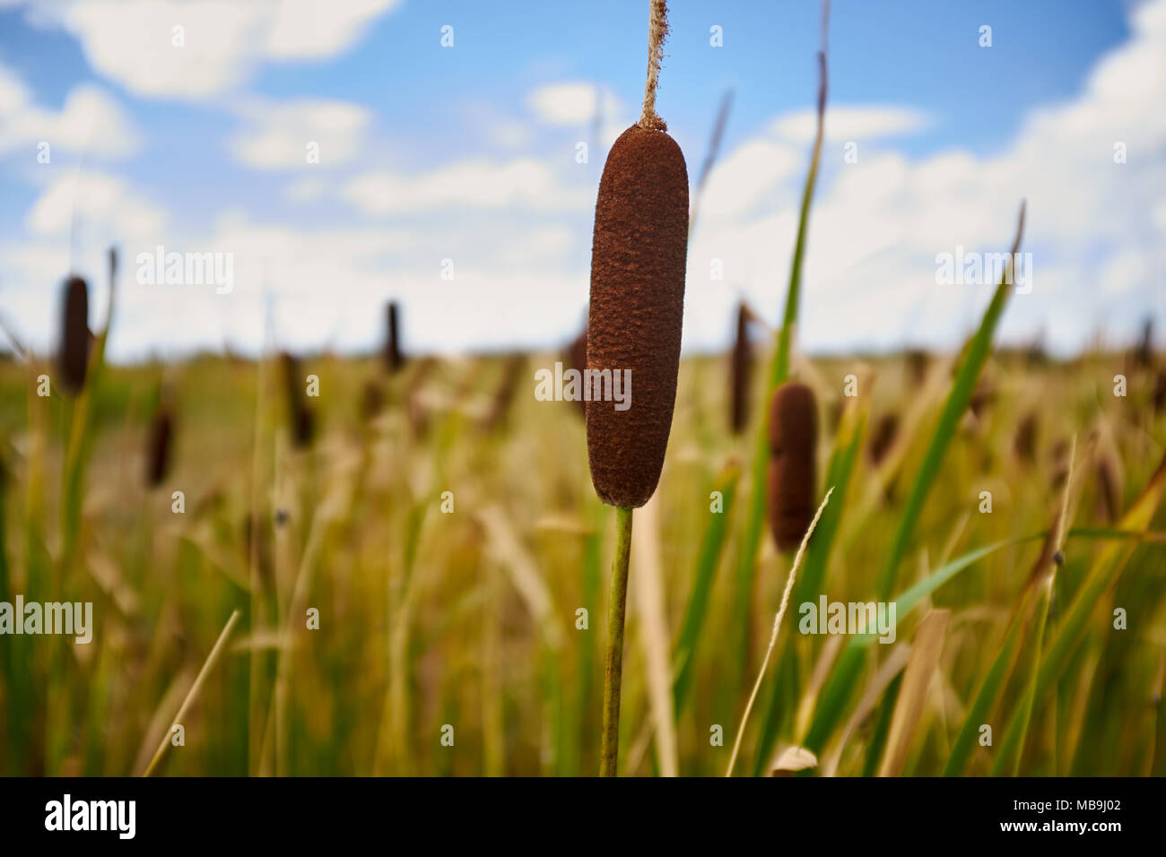 Close up on a single large Cattail bulrush raceme growing in wetlands or a marsh harvested as a biofuel, livestock feed and for its edible rhizome Stock Photo