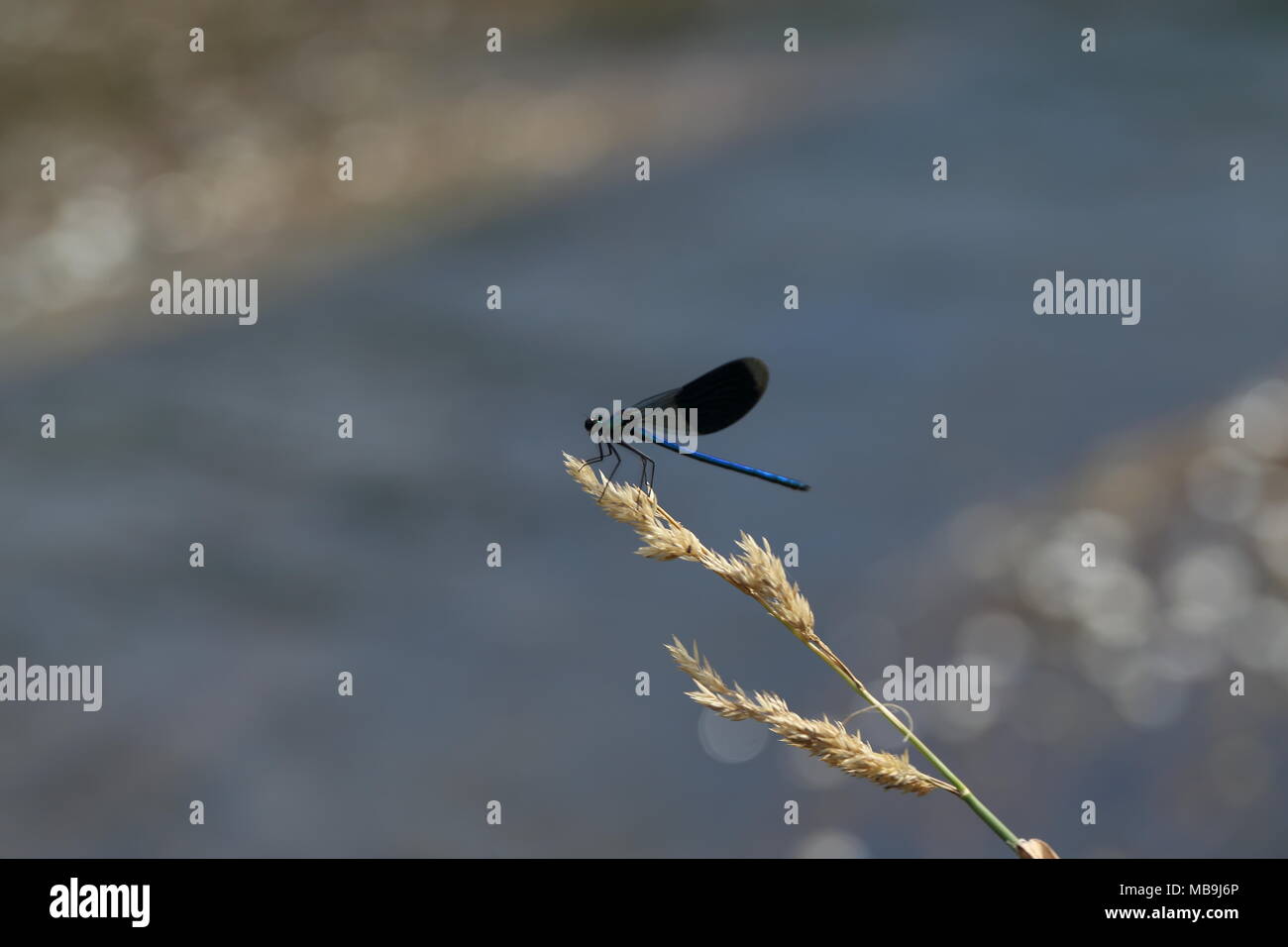 blue dragonfly on leaf by the river Stock Photo - Alamy