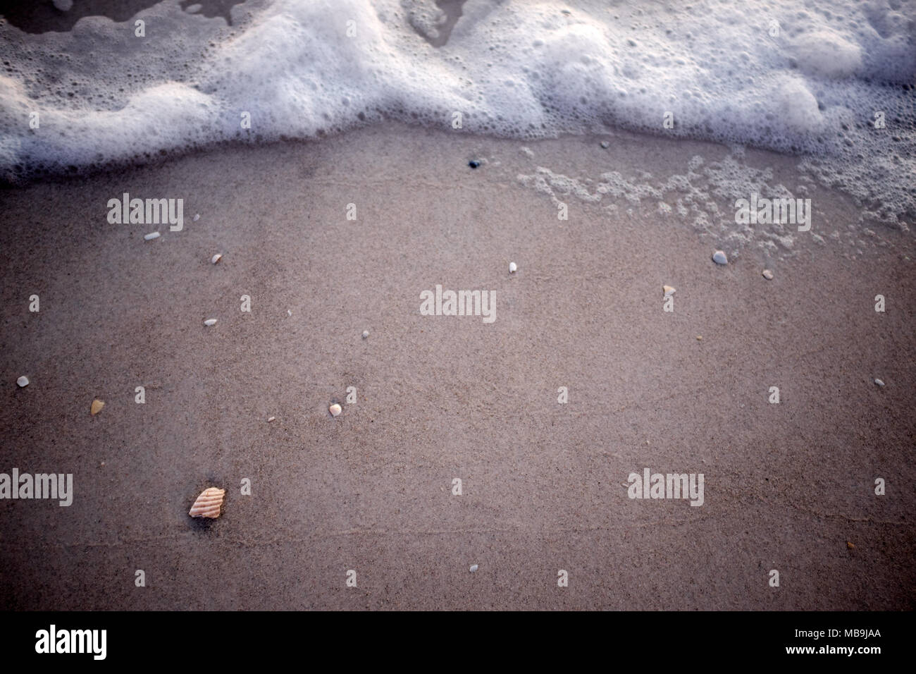 Foamy surf on wet beach sand forming a border with copy space on Anna Maria island, Florida in a marine background Stock Photo