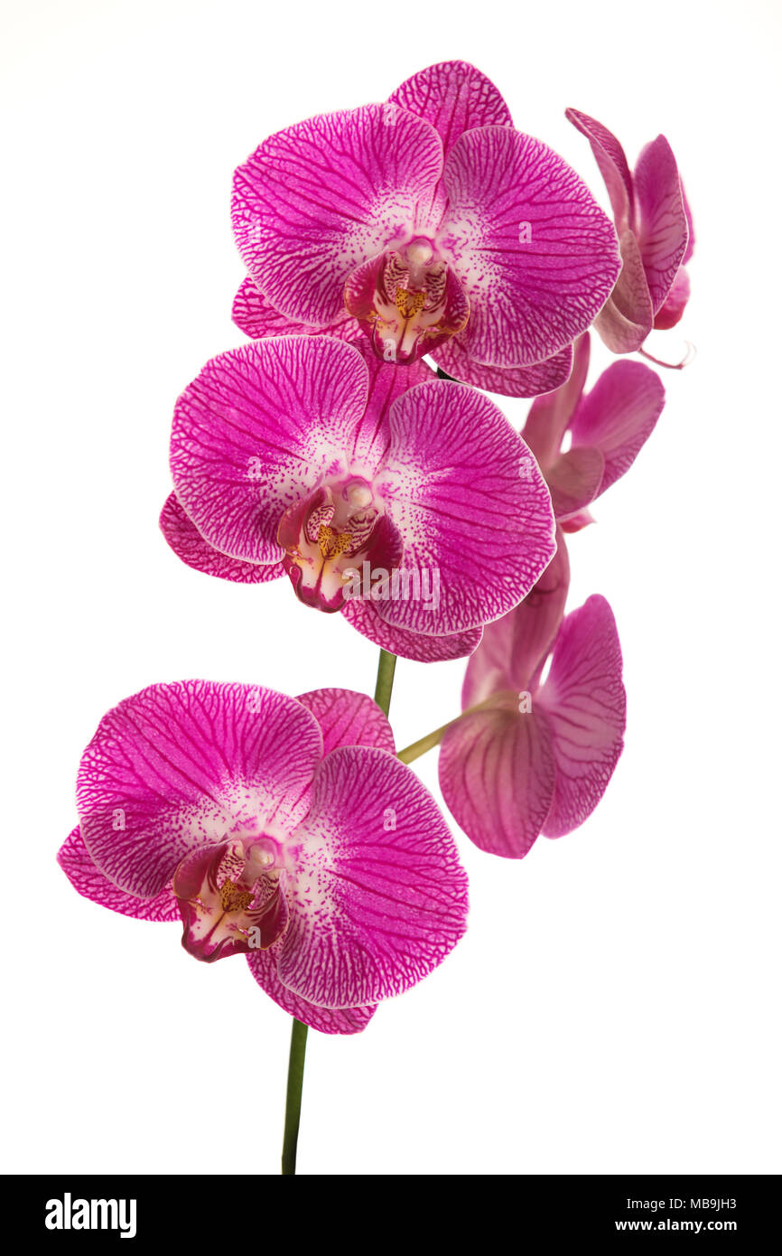 High resolution image of a pink orchid on a white background Stock Photo