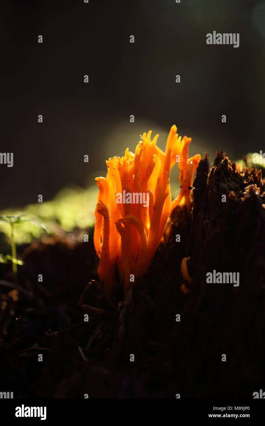 Yellow coral mushroom, Clavulina ramaria, grows in the forest Stock Photo