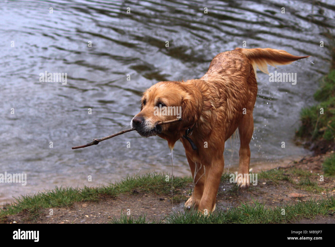 Wet dog, after retrieving stick from lake Stock Photo
