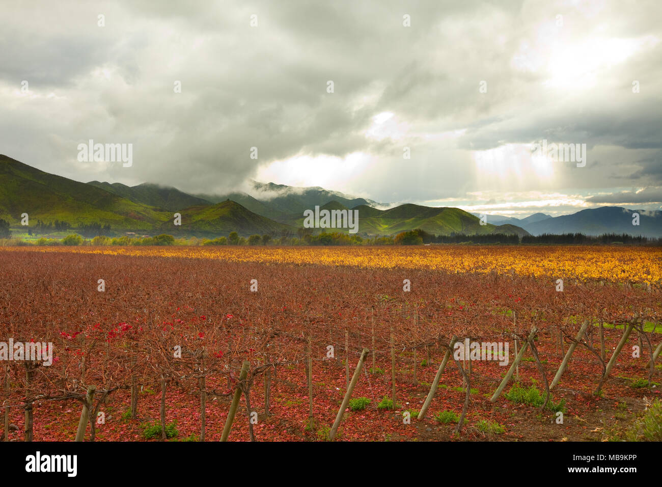 Grape crops, Elqui Valley, Coquimbo Region, Chile Stock Photo