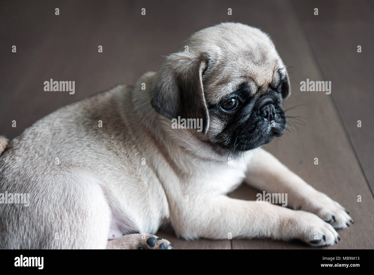 Adorable Pug Puppy Stock Photo