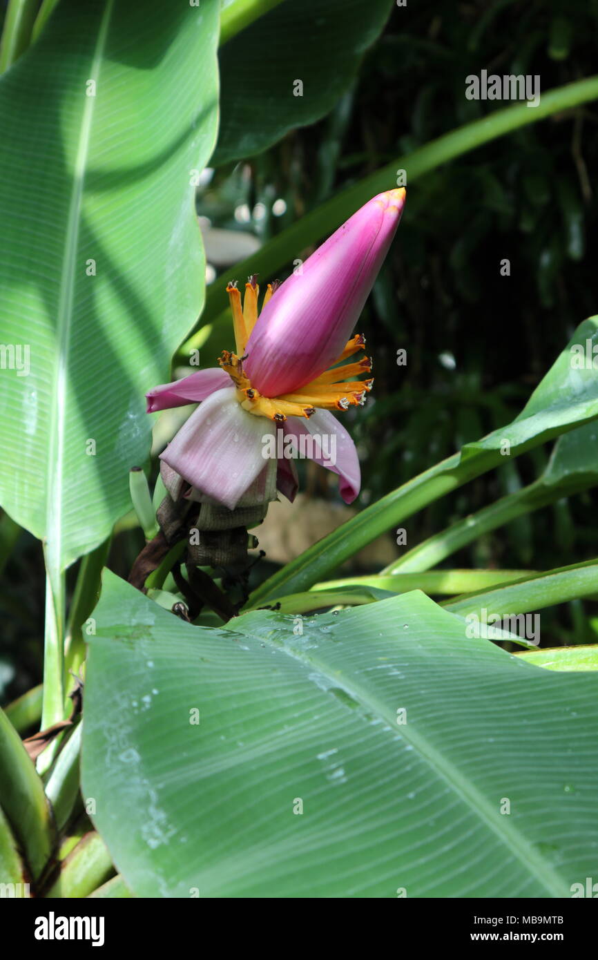 Pink banana flower, vegetation, exotic plant Stock Photo - Alamy