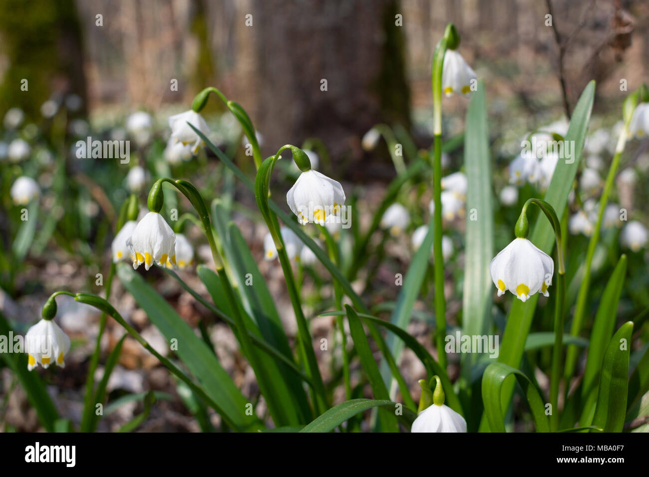 Spring In Poland Hi Res Stock Photography And Images Alamy
