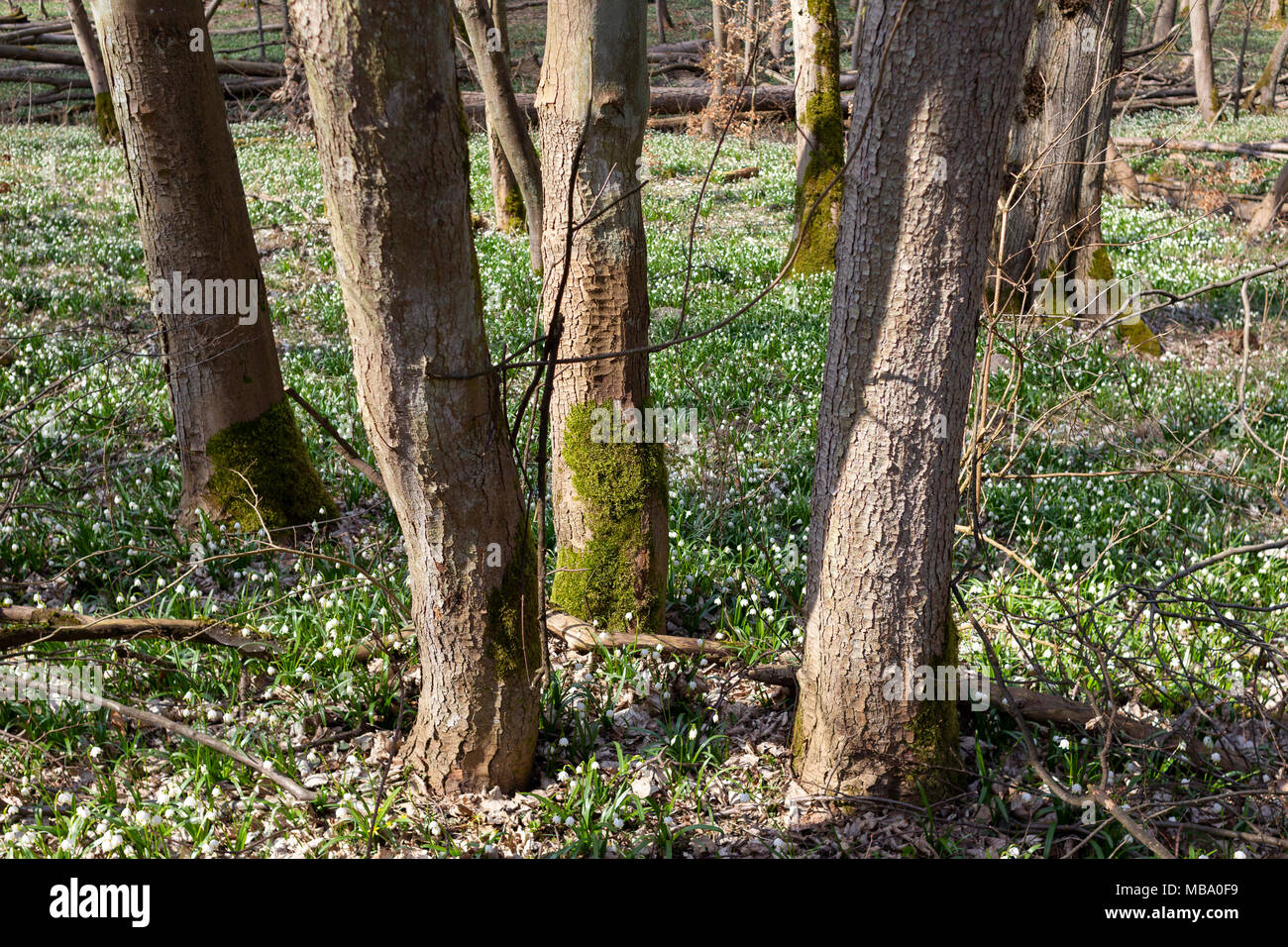 Murowana Goslina, Poland - April 8, 2018. Crowds of people visited the forests this weekend. Snowflakes have blossomed, the first real spring weather of 21 degrees. Recently in Poland a ban on Sunday trading has been introduced, which certainly contributed to this form of spending time. Credit: Slawomir Kowalewski/Alamy Live News Stock Photo