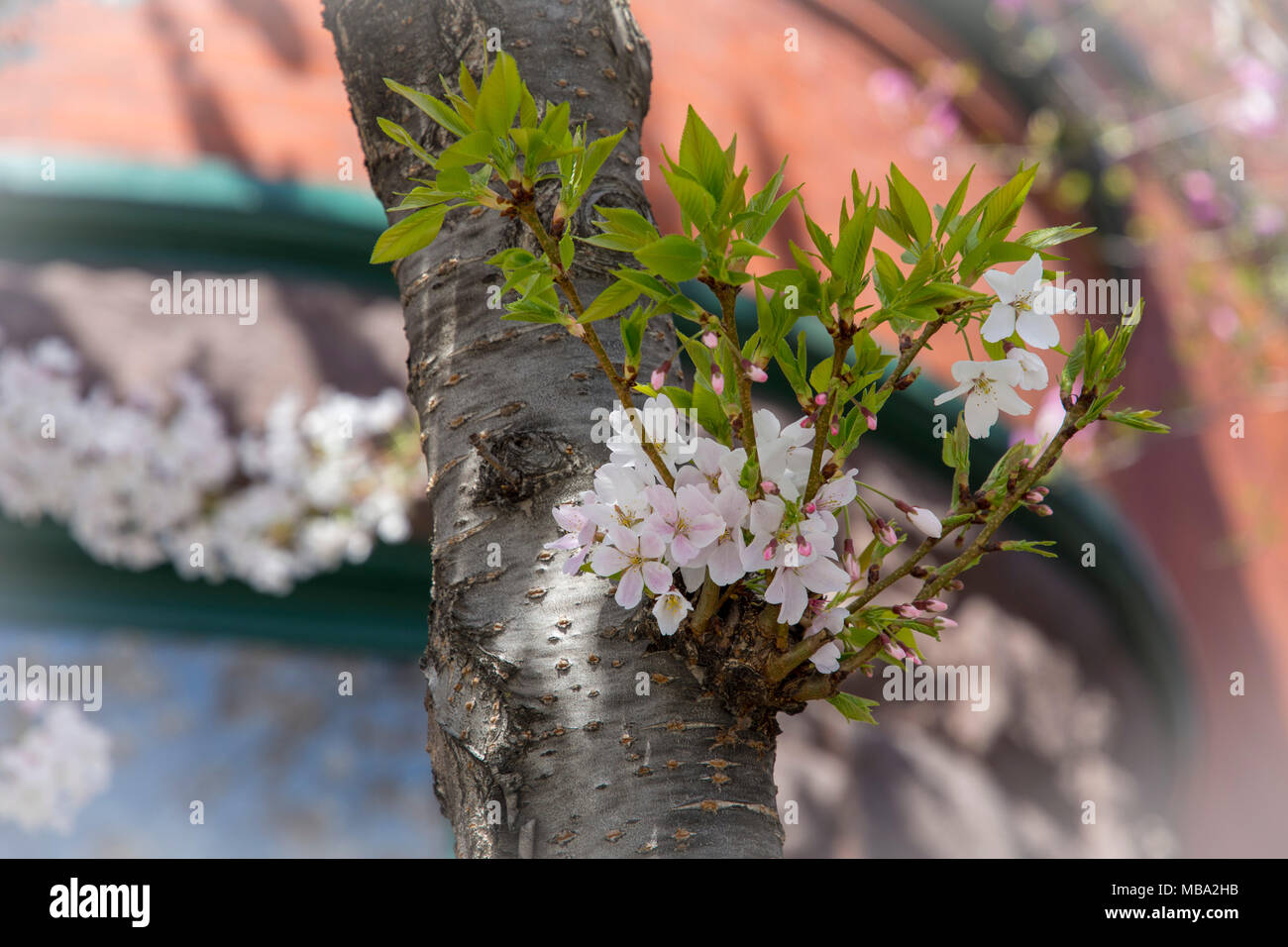 Washington, USA. 8th April, 2018, Bloosoms and branches sprout from the trunk of a cherry tree on Q Street NW in Washington, DC Credit: Tim Brown/Alamy Live News Stock Photo