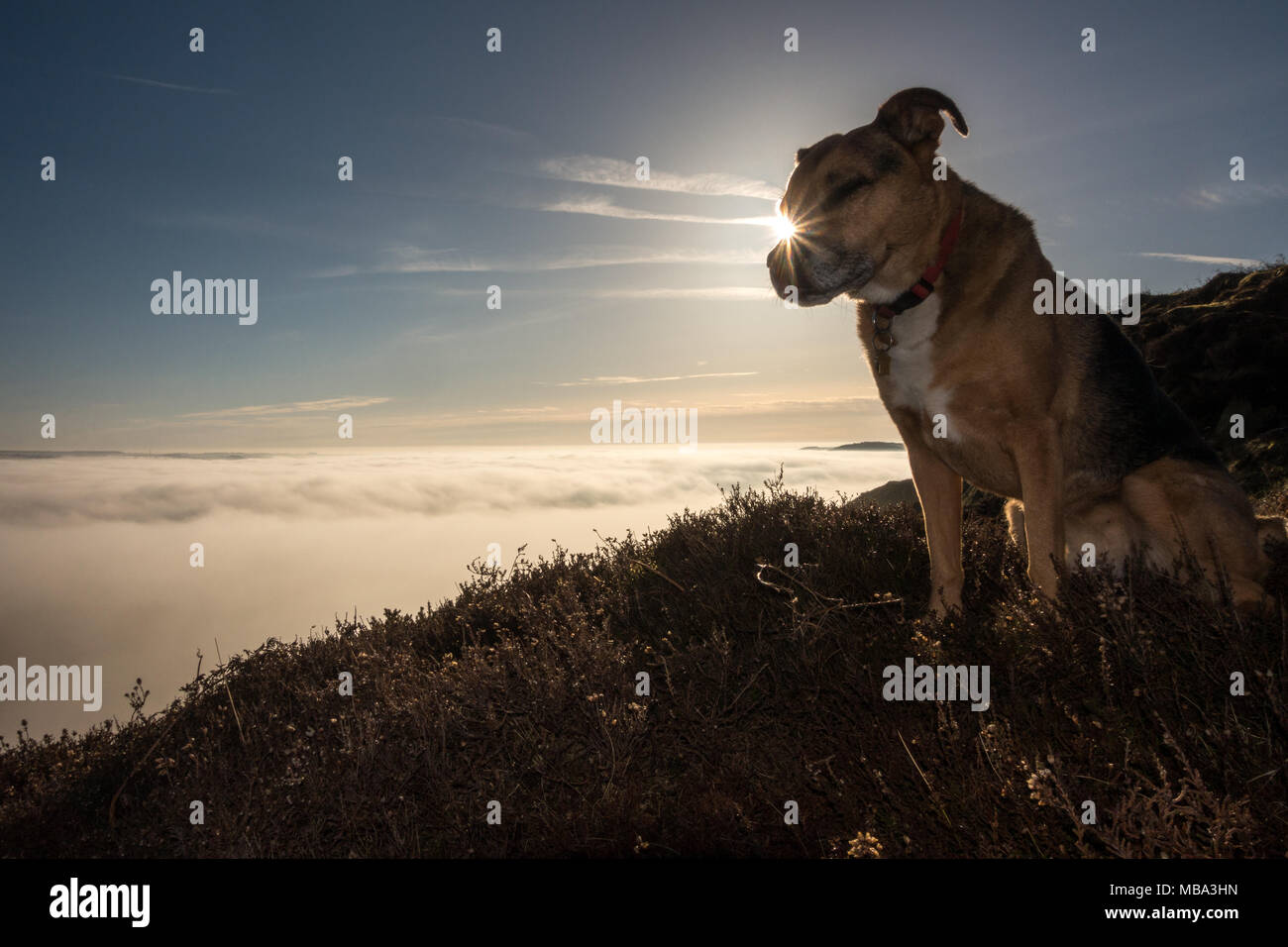 Sun kissed nose hires stock photography and images Alamy