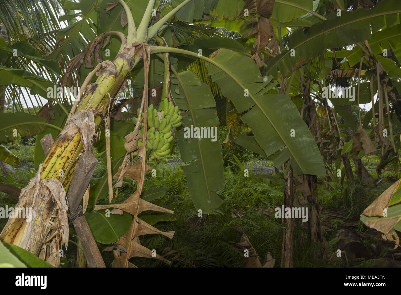 Atoll Fuvahmulah, Fuvahmulah Isl, Maldives. 16th Mar, 2018. Banana bunch on the plantation Credit: Andrey Nekrasov/ZUMA Wire/ZUMAPRESS.com/Alamy Live News Stock Photo