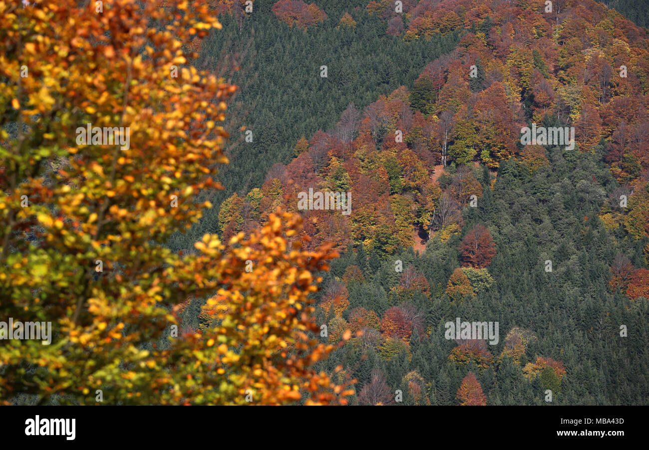 Autumn trees in the mountains near Buching in Bavaria, Germany, 13.10.2017. Photo: Karl-Josef Hildenbrand/dpa | usage worldwide Stock Photo