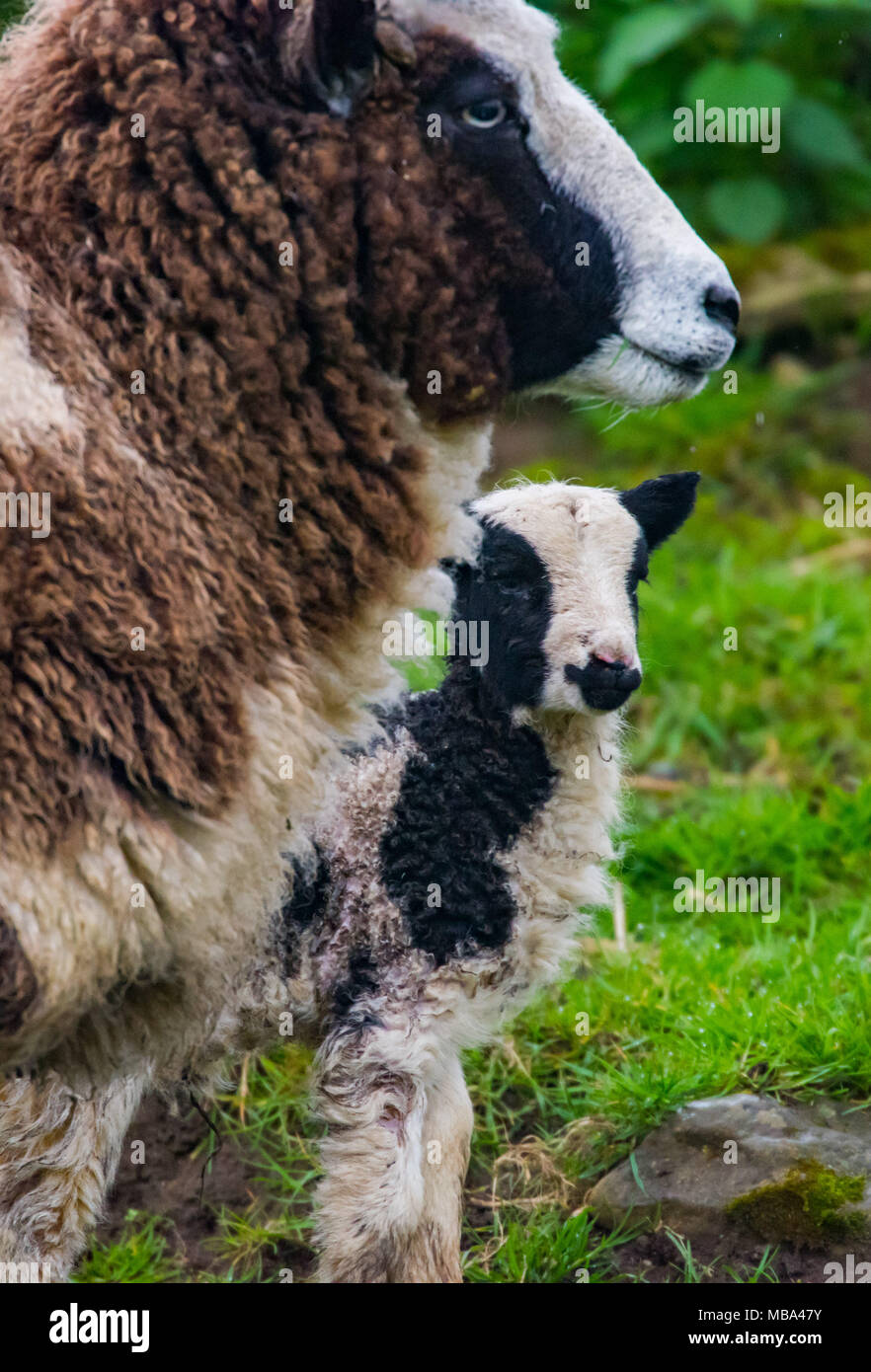 Keynsham. UK. 9th April, 2018. Day old Jacob Lambs signify spring is on the way, Monday 9 April 2018 as the ewes give birth at Avon Valley Adventure and Wildlife Park near Keynsham, Somerset. Jacob sheep are a British breed of domestic sheep  and combines two characteristics unusual in sheep,  piebald dark-coloured with areas of white wool. Credit: Paul Gillis/Alamy Live News Stock Photo