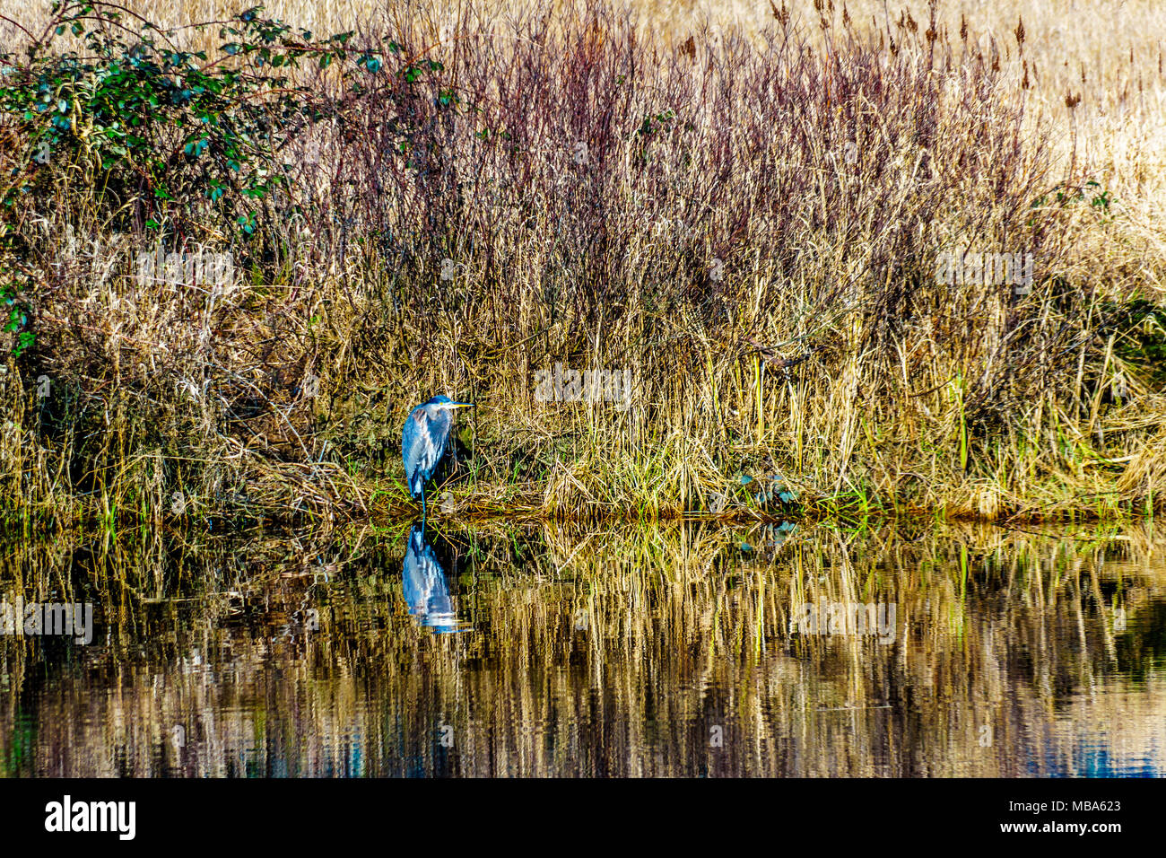 Blue Heron sitting at the edge of a lagoon in Pitt-Addington Marsh in the Pitt Polder Ecological Reserve, near Maple Ridge in the Fraser Valley of Bri Stock Photo