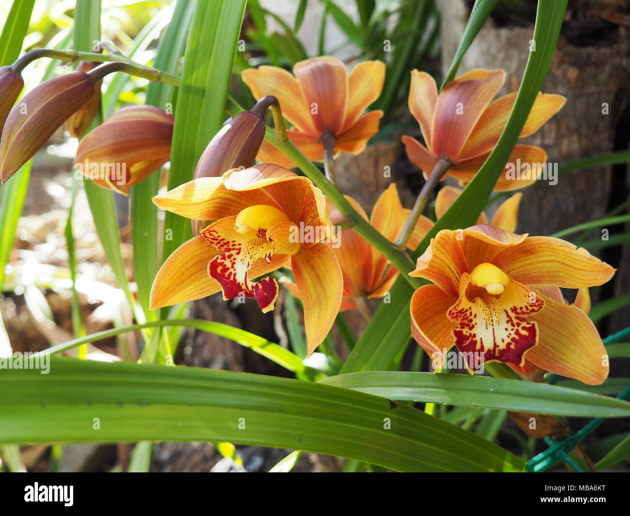 Yellow/Orange cymbidium orchids in the sun flowering out of season Stock Photo