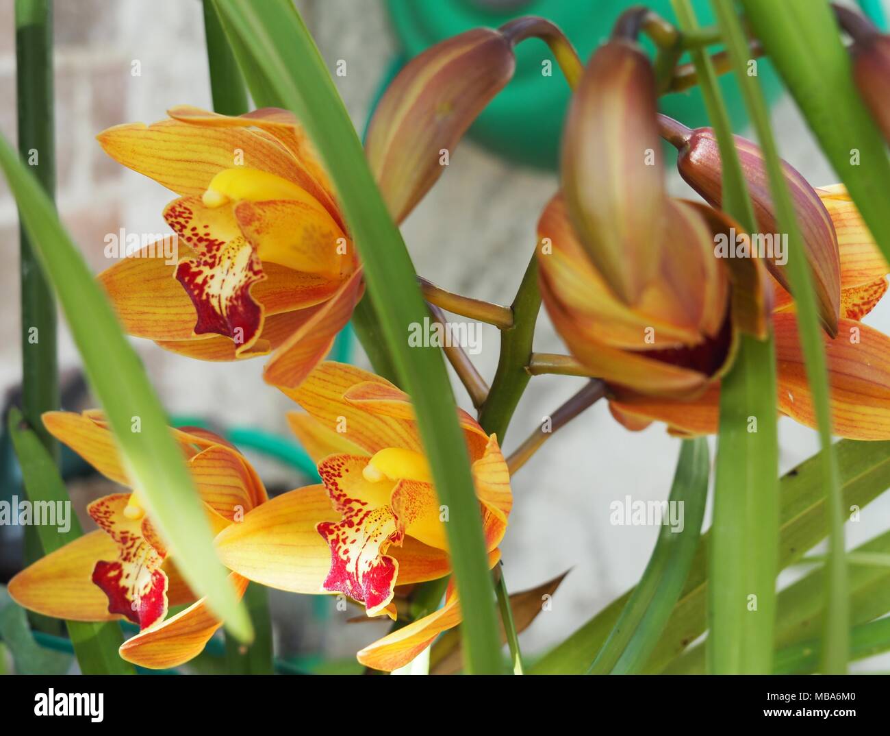 Yellow/Orange cymbidium orchids in the sun flowering out of season Stock Photo