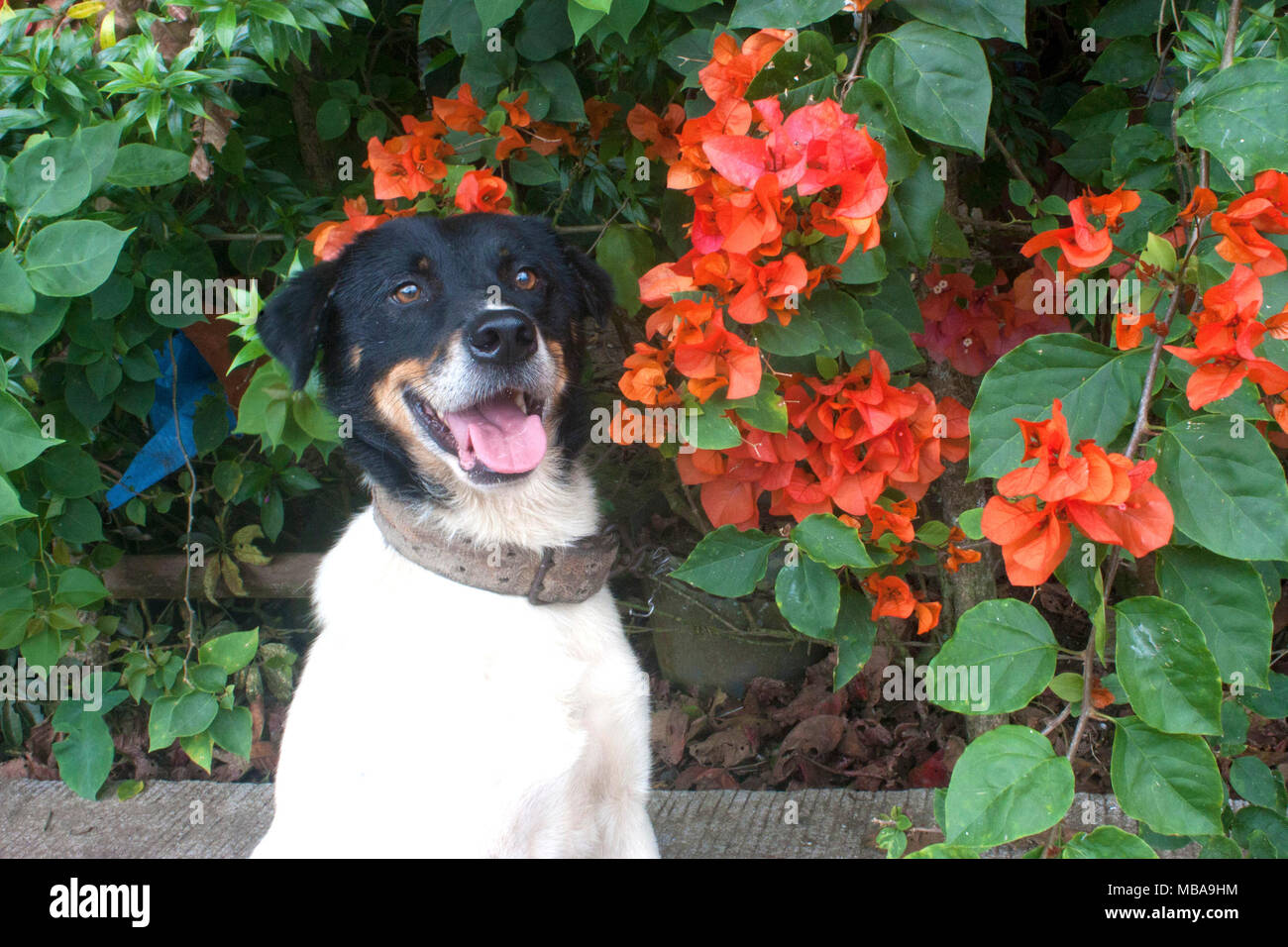 Is Bougainvillea Poisonous To Dogs? Oodle Life