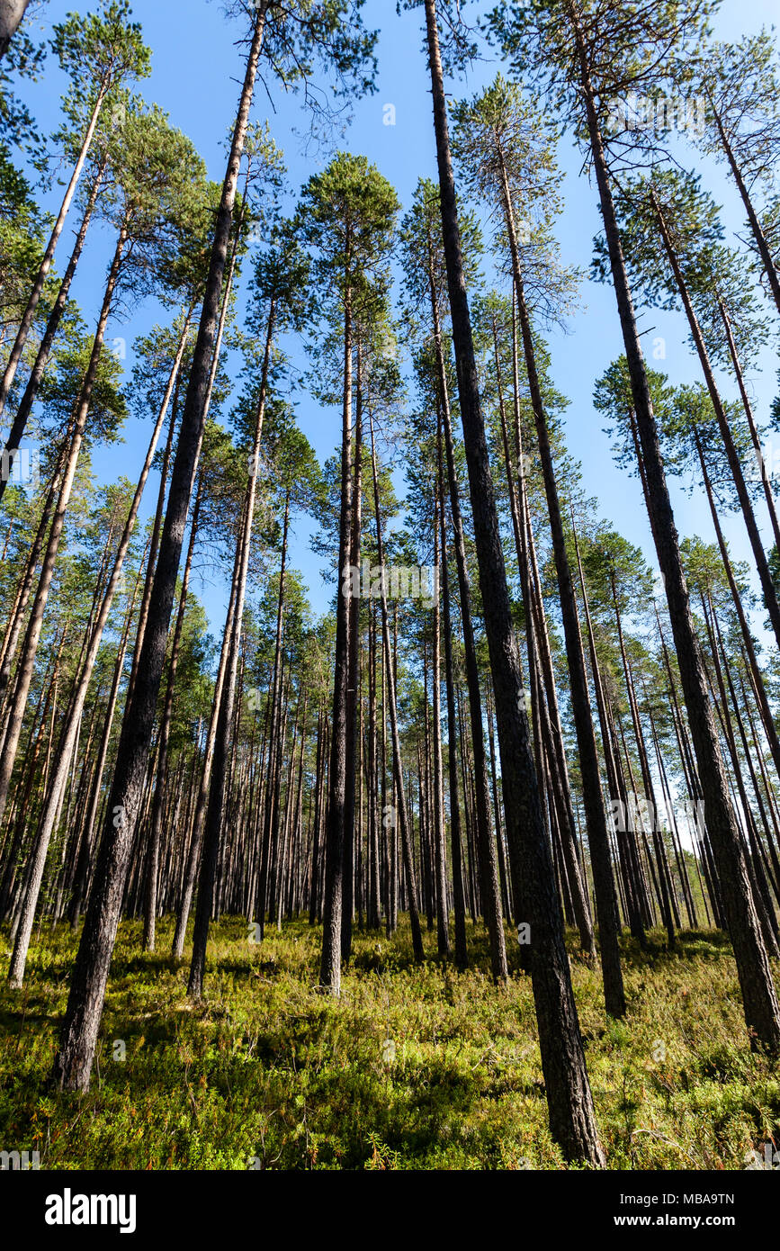 Tall pine forest on a sunny summer day. Karelia, Russia Stock Photo