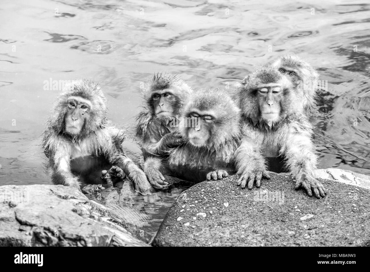 Funny cute japanese snow monkeys sitting in a hot spring. Nagano Prefecture, Japan. Stock Photo