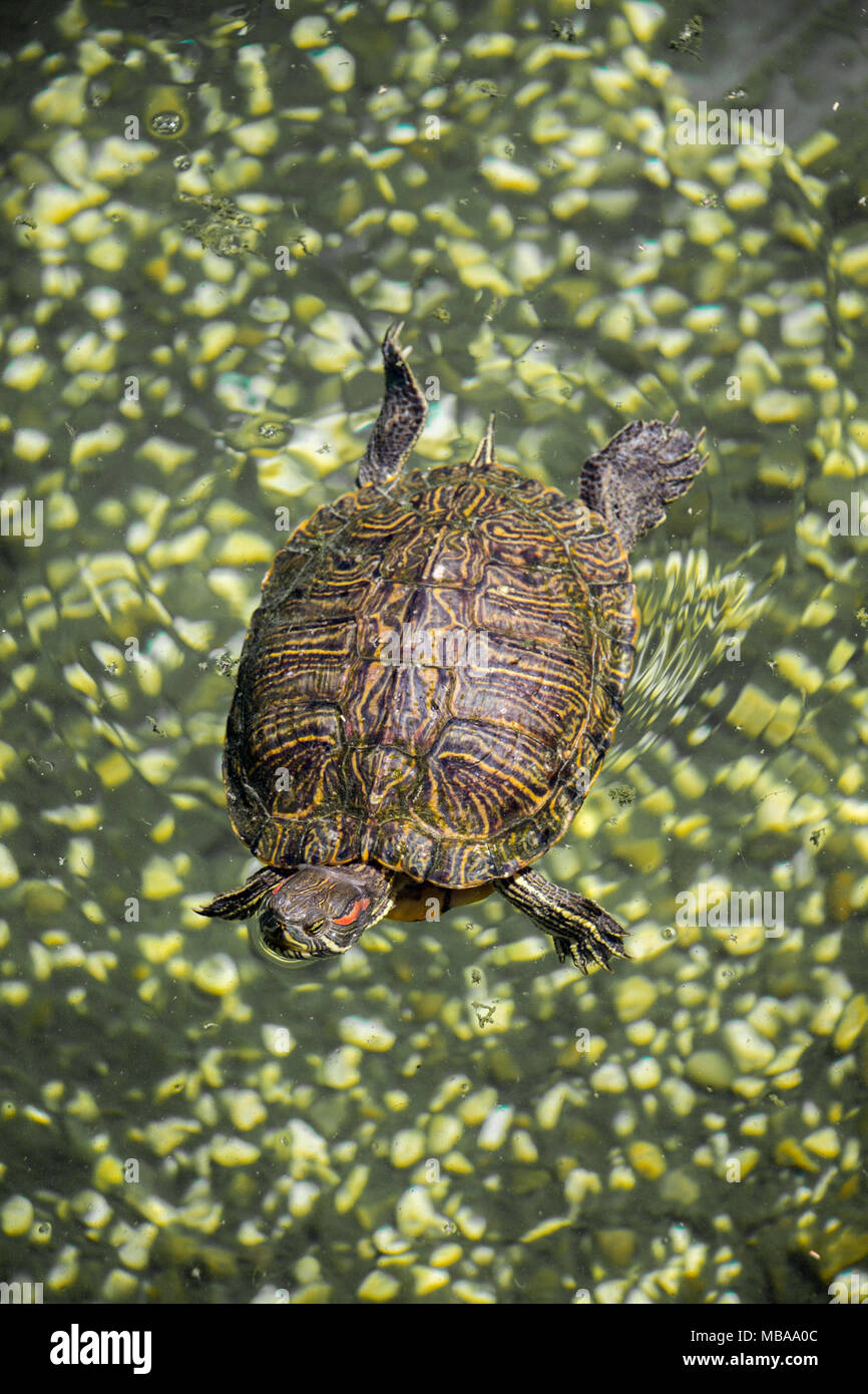 Lonely turtle hires stock photography and images Alamy