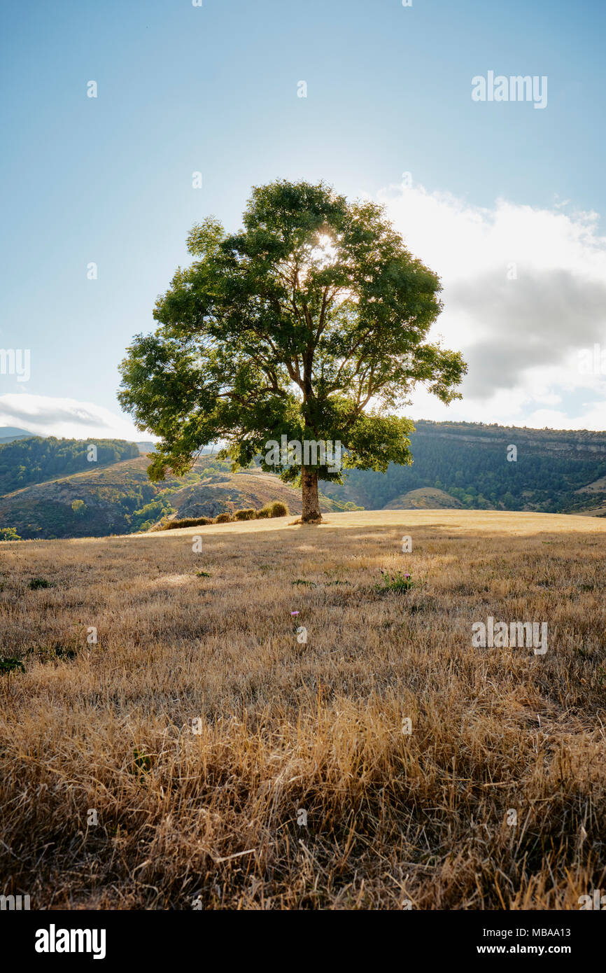 A lone tree backlit in the late summer sun of the Cevennes France. Stock Photo