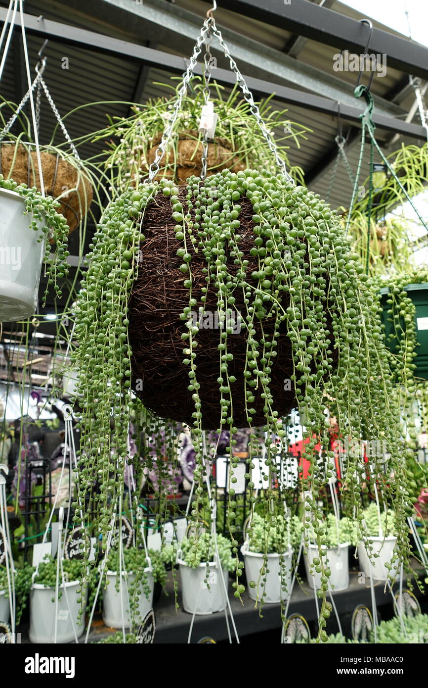 String of pearls Senecio rowleyanus Succulent growing in hanging basket Stock Photo