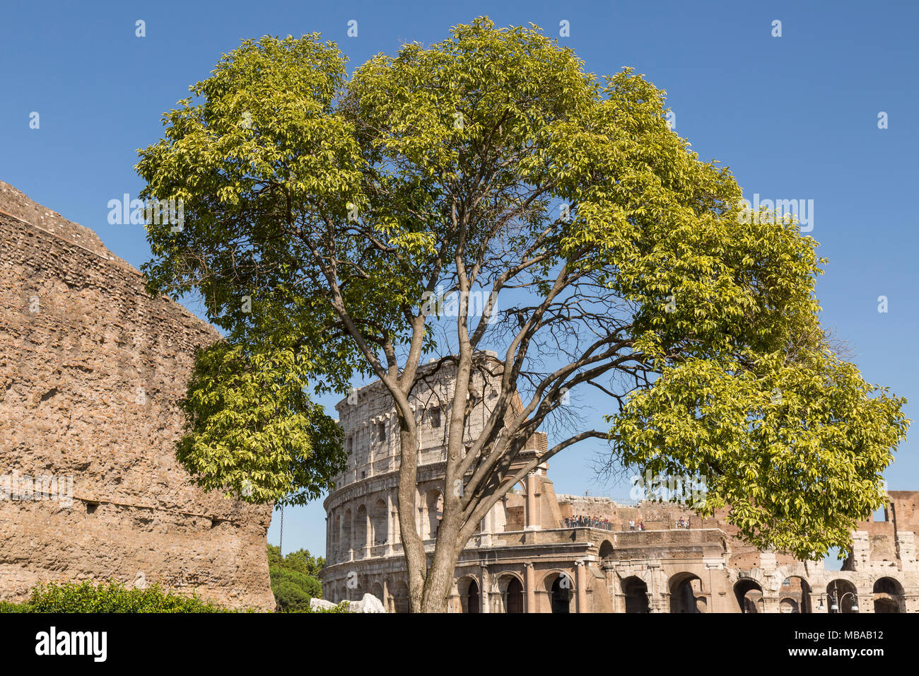 A tree in gardens within the perimeter of The Colosseum or Coliseum, also known as the Flavian Amphitheatre or Colosseo, is an oval amphitheatre, the  Stock Photo
