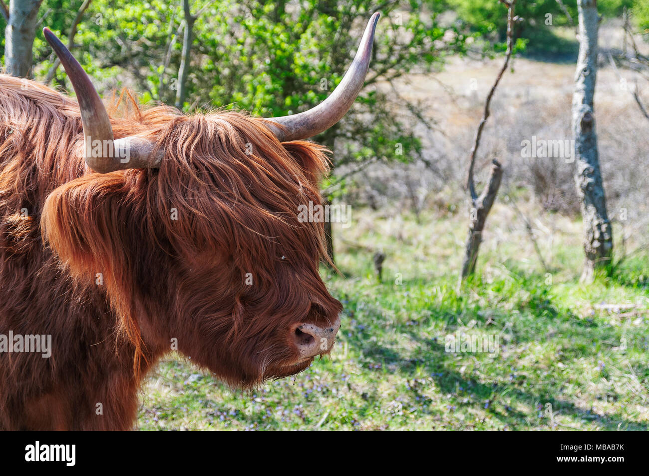 close up of the head of a Scottish highlander animal Stock Photo