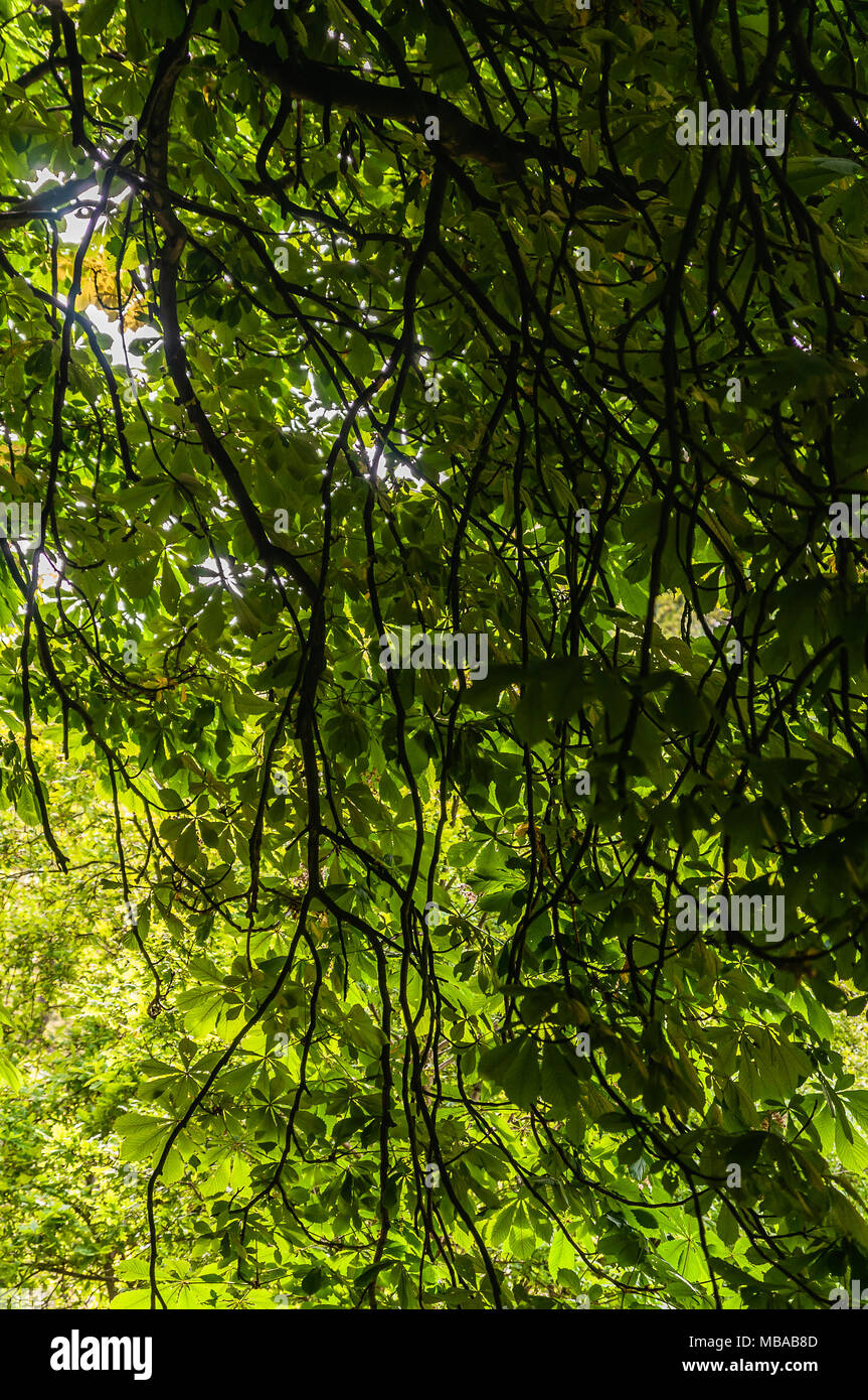 close up of intense green leaves and branches of a tree Stock Photo - Alamy