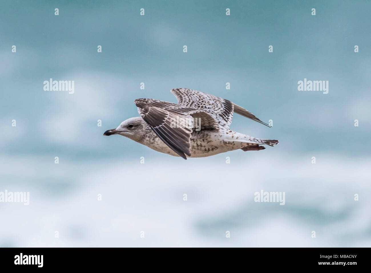 A young Herring Gull (Larus argentatus) in flight Stock Photo Alamy