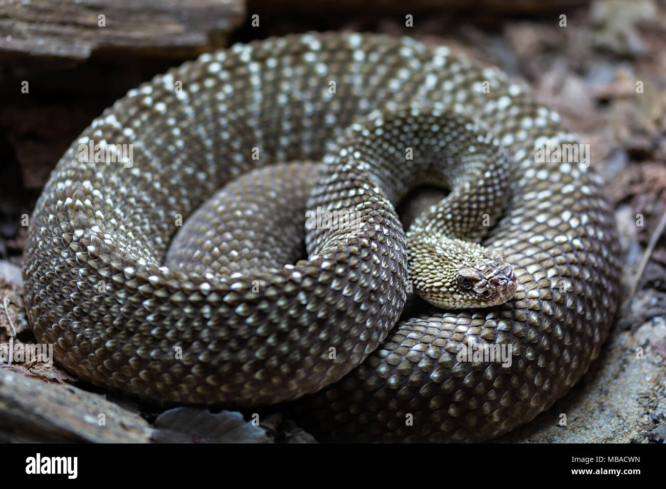 Rattlesnake of the reeds. Rattlesnakes are a group of venomous snakes of the genera Crotalus and Sistrurus of the subfamily Crotalinae. Stock Photo