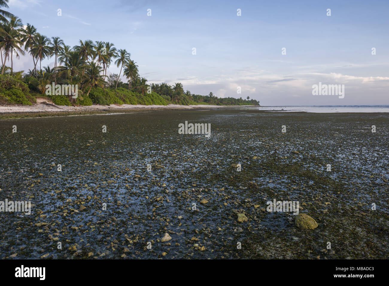 Tropical beach with coconut palm tree in sunny day Stock Photo - Alamy