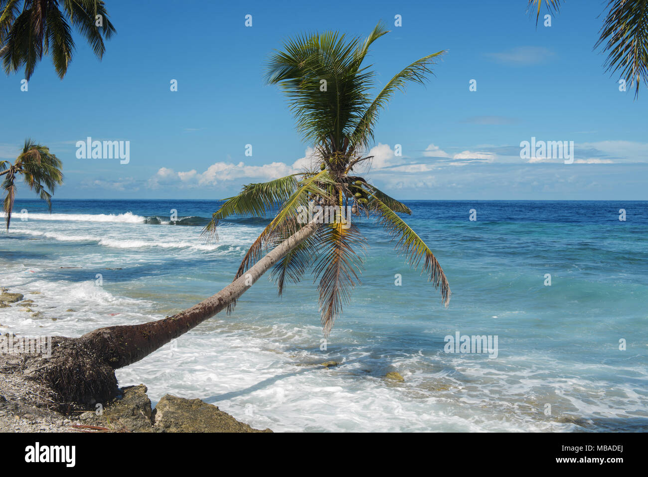 Tropical beach with coconut palm tree in sunny day Stock Photo - Alamy