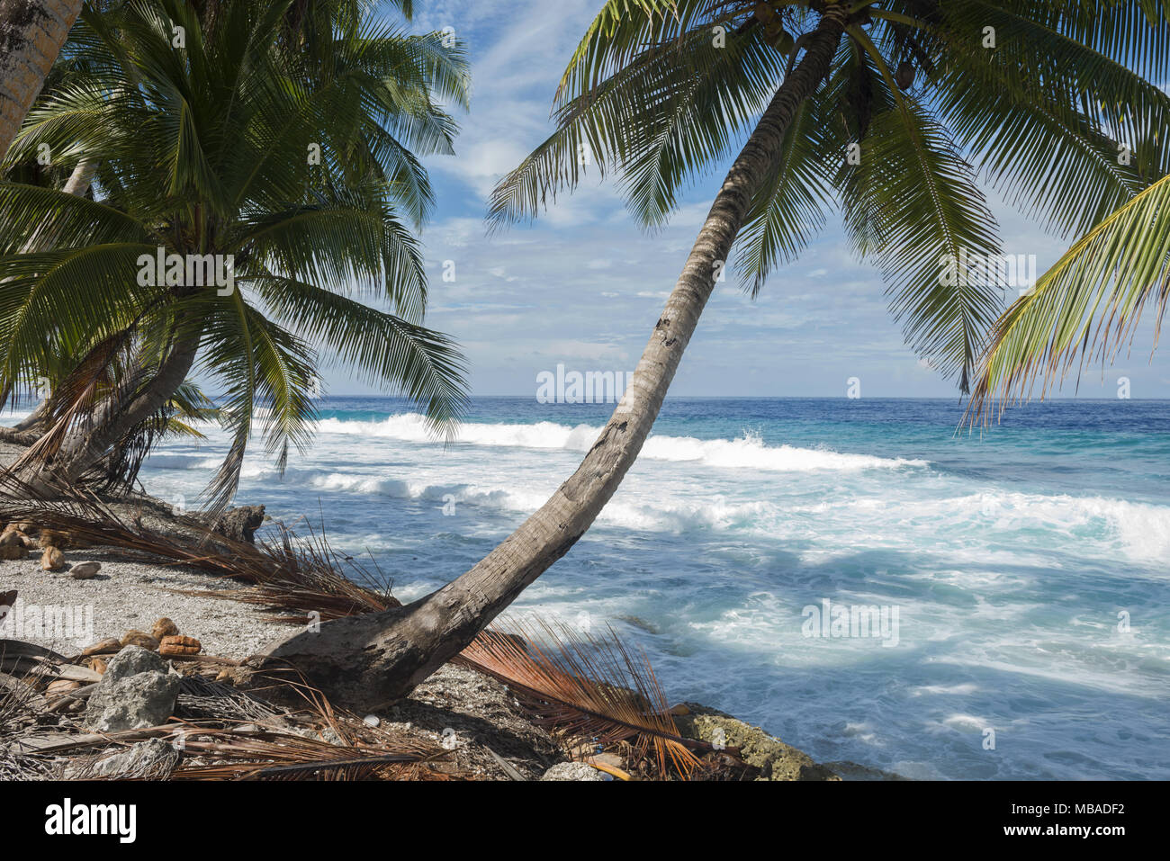 Tropical beach with coconut palm tree in sunny day Stock Photo - Alamy