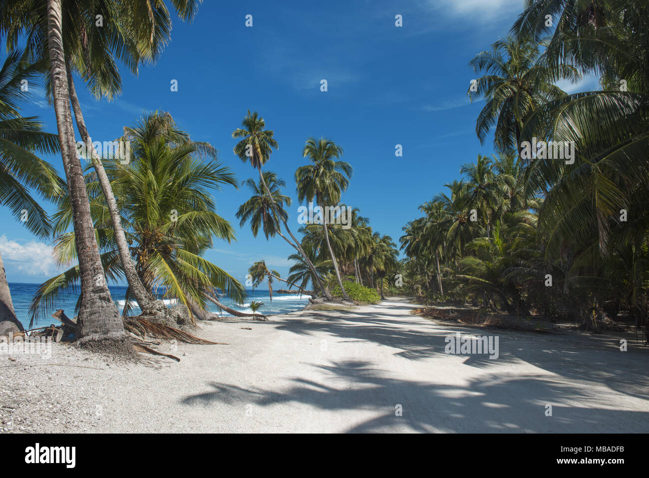 Tropical beach with coconut palm tree in sunny day Stock Photo - Alamy