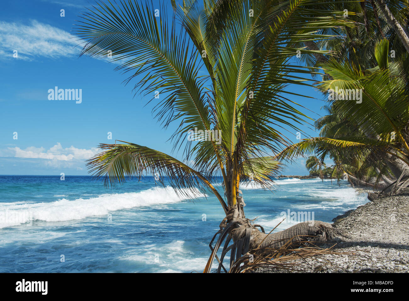 Tropical beach with coconut palm tree in sunny day Stock Photo - Alamy