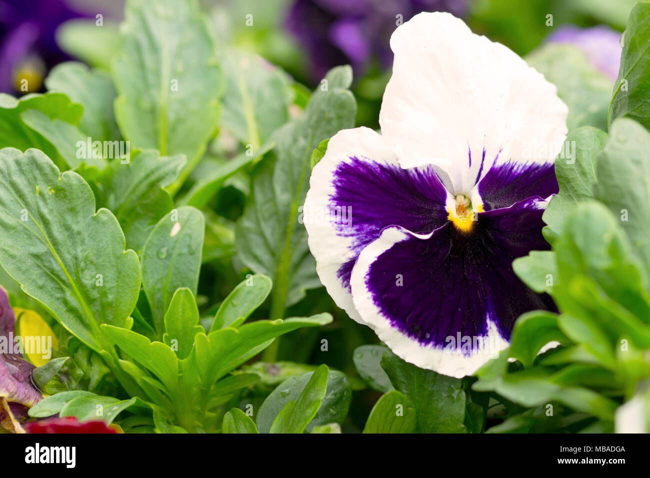Close-up of a purple and white petunia among leaves Stock Photo