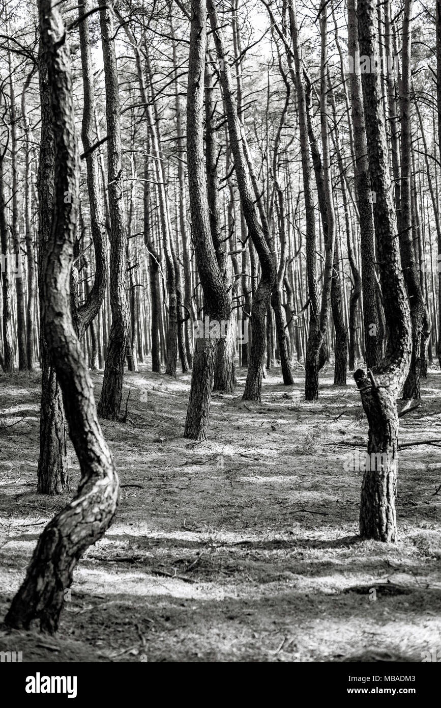 Twisted Trees Stock Photo