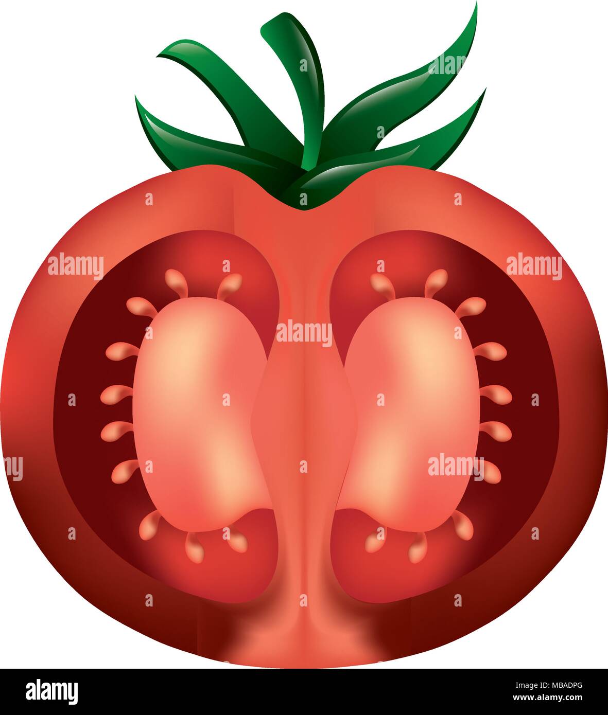 half tomato fresh healthy food Stock Vector