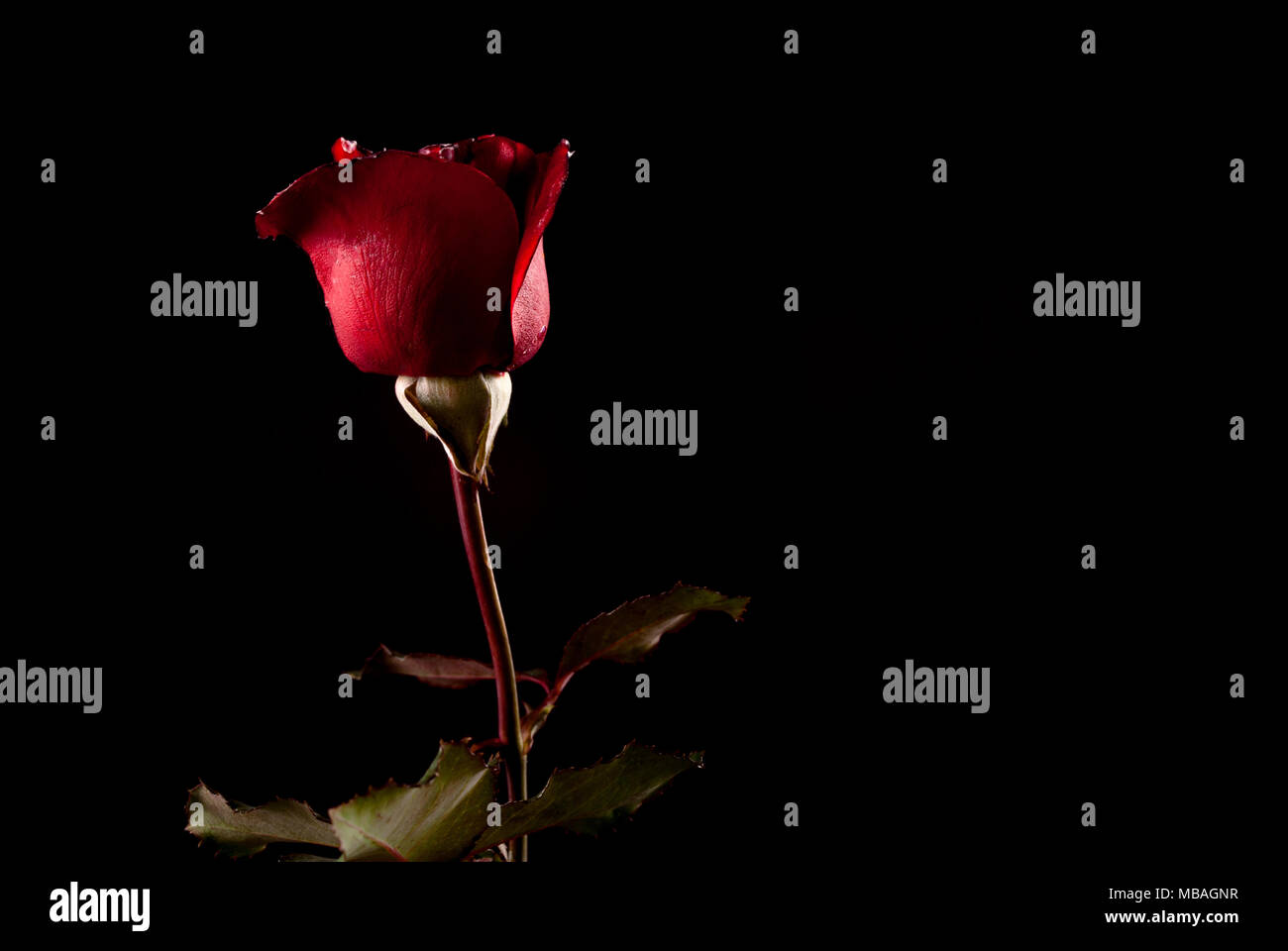 Low key rose hi-res stock photography and images - Alamy