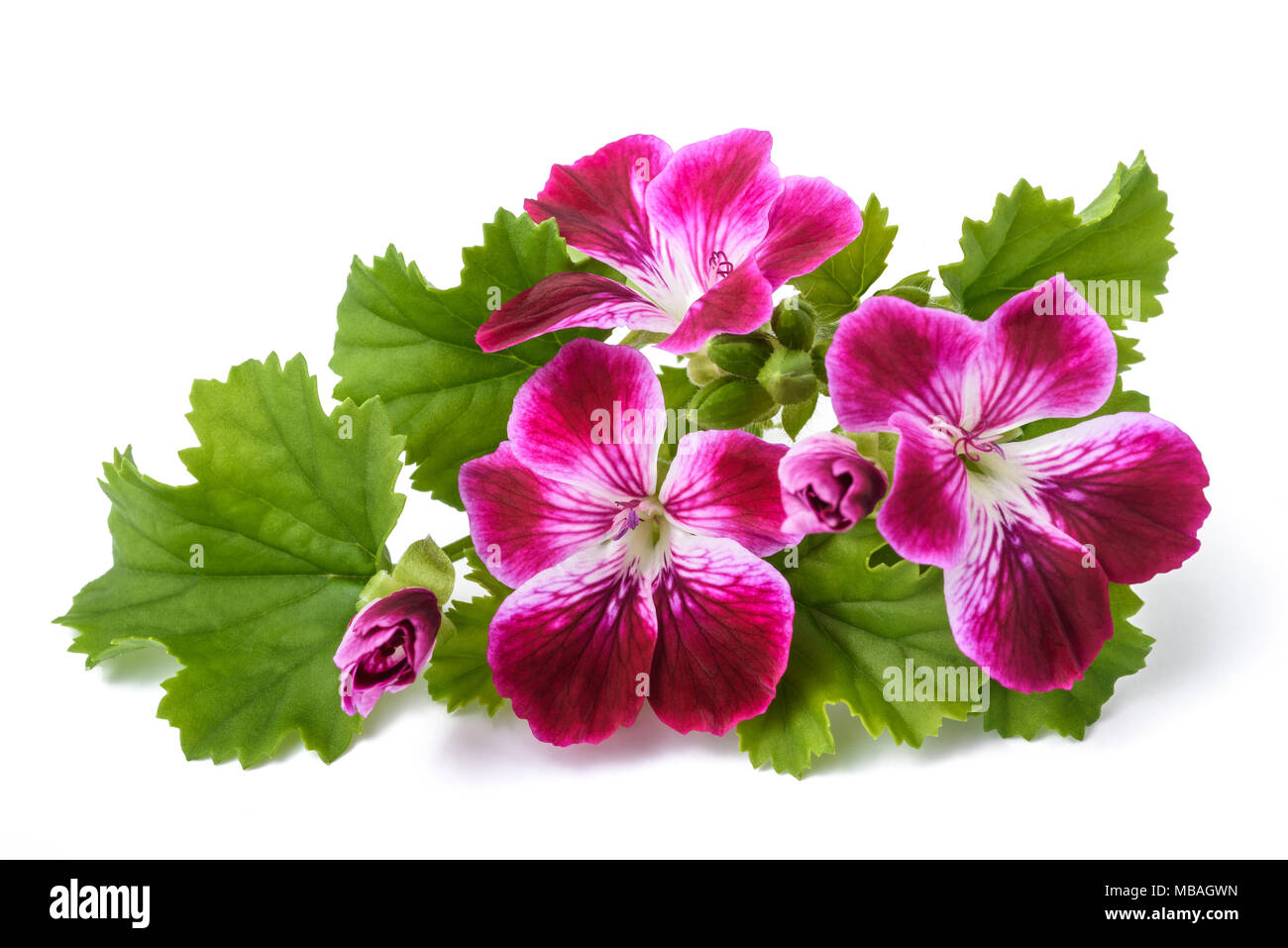 Geranium flowers isolated on white background Stock Photo