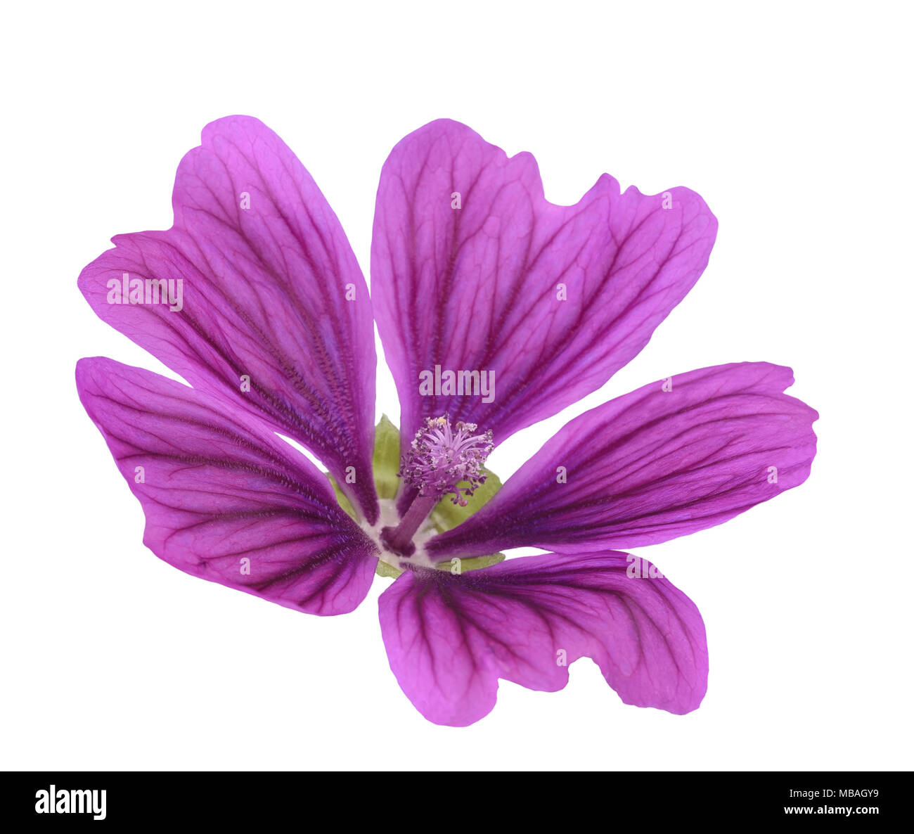 Mallow flower  (Malva Sylvestris) isolated on white background Stock Photo