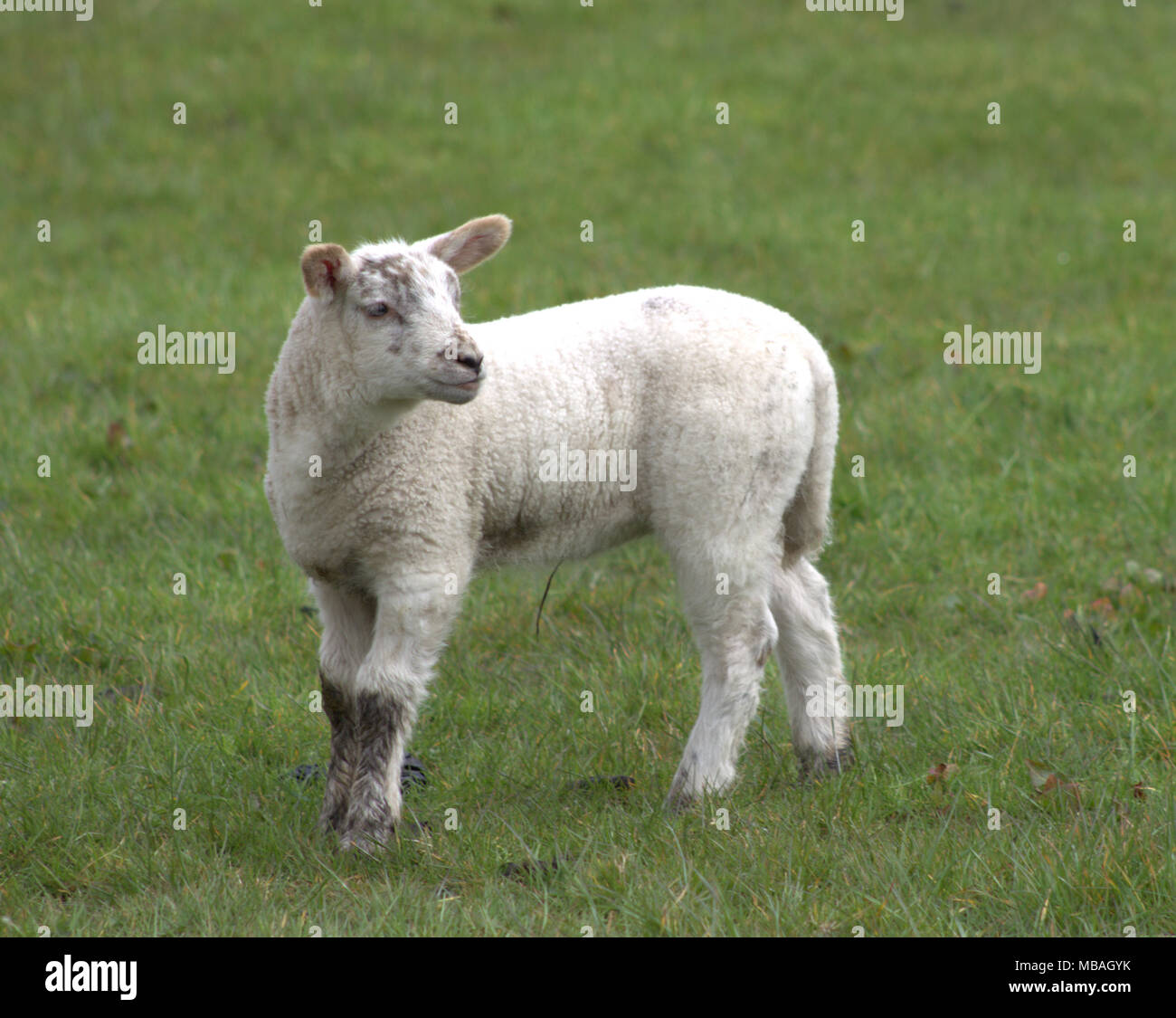 Spring Lambs out on a grass pasture. West Cork Ireland. Stock Photo
