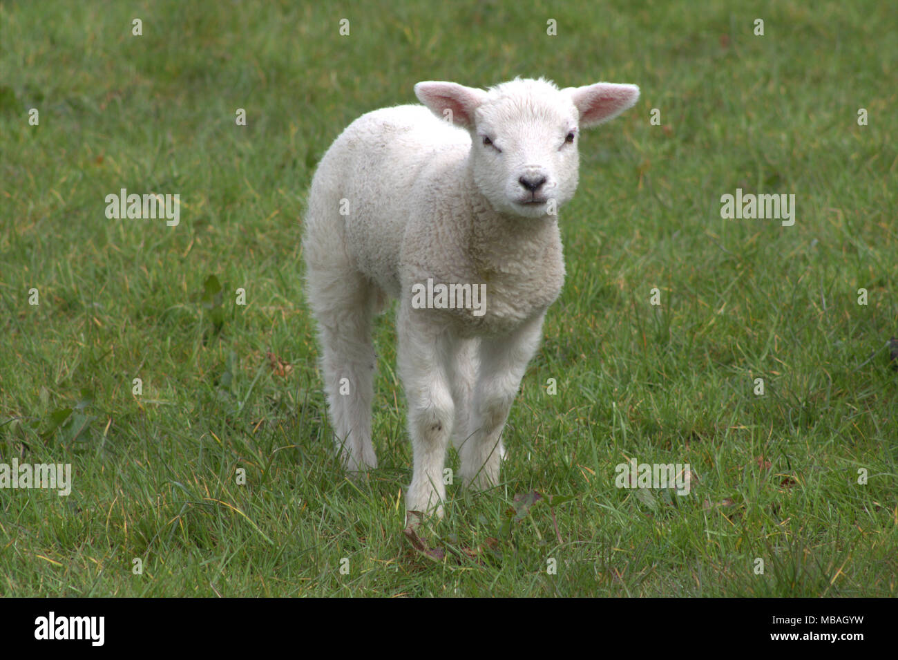 Spring Lambs out on a grass pasture. West Cork Ireland. Stock Photo