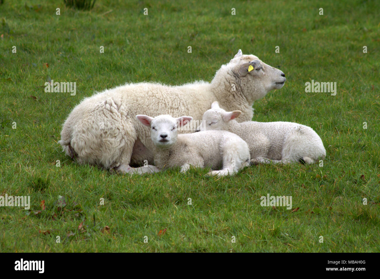 Spring Lambs out on a grass pasture. West Cork Ireland Stock Photo Alamy