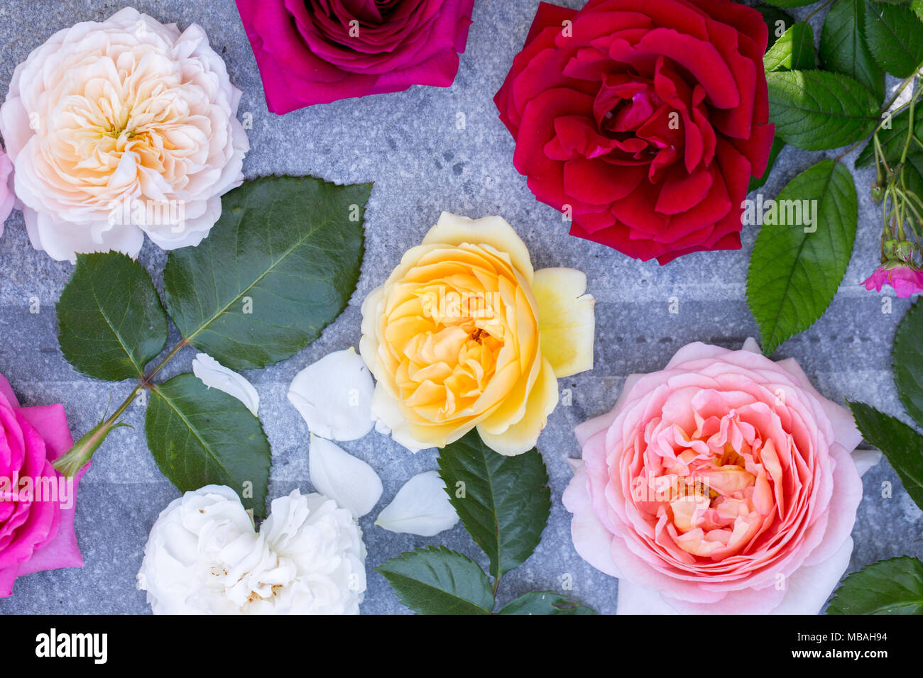 Collection of beautiful multi-colored roses, top view Stock Photo - Alamy