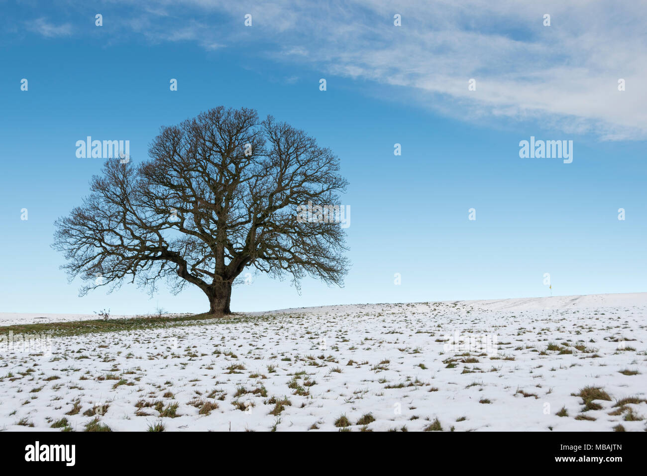 Lone oak tree standing against a blue sky on snow covered grass, Ashton Court, Bristol Stock Photo