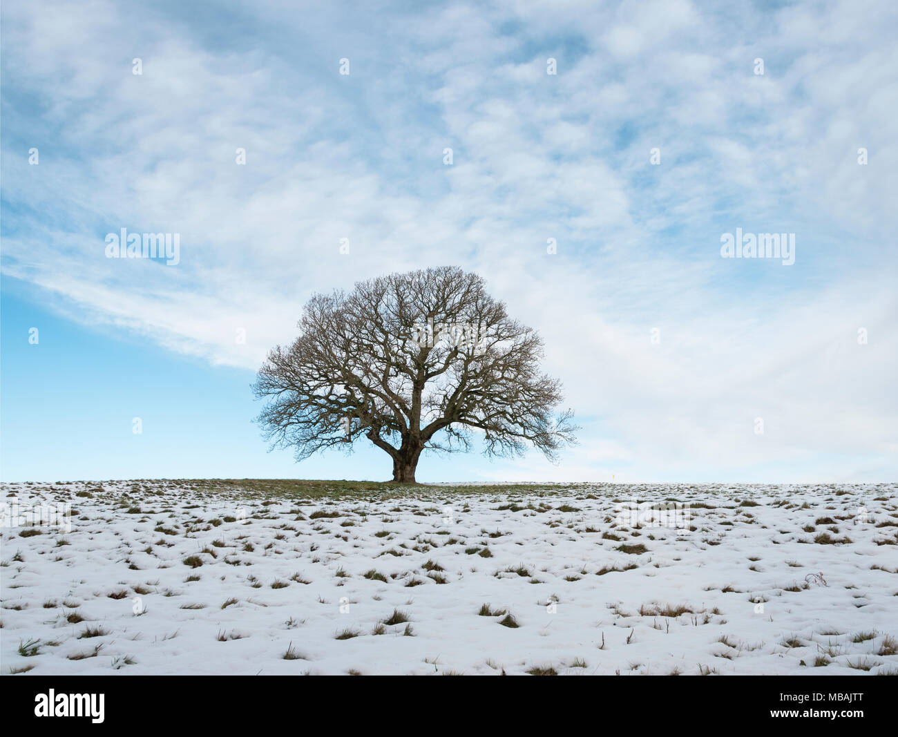 Lone oak tree standing against a blue sky on snow covered grass, Ashton Court, Bristol Stock Photo